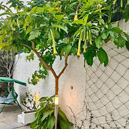 Alishome, Elegante Trilocale Con Vista Mare E Giardino Appartamento *