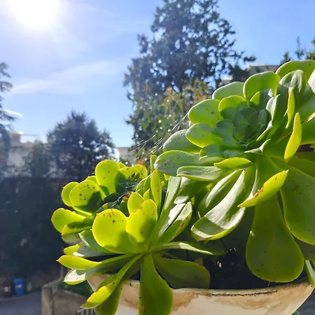 Alishome, Apartmán Sanremo